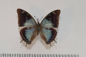  (Charaxes diversiforma f.caerulescens - BC-Turl -0083)  @13 [ ] Unspecified (default): All Rights Reserved  Unspecified Unspecified