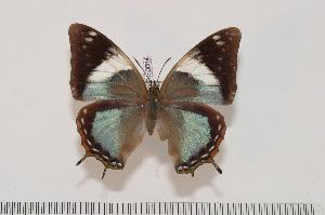  (Charaxes subrubidus f.atribasis - BC-Turl -0084)  @14 [ ] Unspecified (default): All Rights Reserved  Unspecified Unspecified