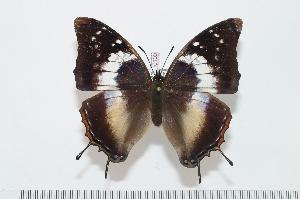  (Charaxes usambarae maridadi f.bella - BC-Turl -0109)  @14 [ ] Unspecified (default): All Rights Reserved  Unspecified Unspecified