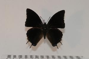  (Charaxes mccleeryi - BC-Turl -0117)  @14 [ ] Unspecified (default): All Rights Reserved  Unspecified Unspecified
