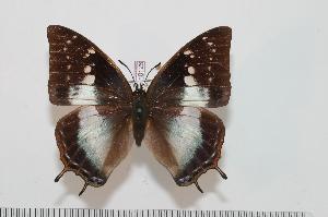  (Charaxes congdoni - BC-Turl -0126)  @14 [ ] Unspecified (default): All Rights Reserved  Unspecified Unspecified