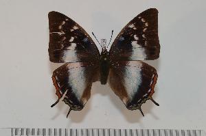  (Charaxes margaretae - BC-Turl -0129)  @14 [ ] Unspecified (default): All Rights Reserved  Unspecified Unspecified