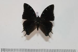  ( - BC-Turl -0131)  @14 [ ] Unspecified (default): All Rights Reserved  Unspecified Unspecified