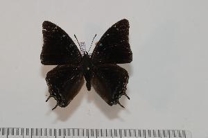  ( - BC-Turl -0132)  @13 [ ] Unspecified (default): All Rights Reserved  Unspecified Unspecified