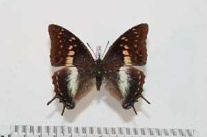  ( - BC-Turl -0134)  @14 [ ] Unspecified (default): All Rights Reserved  Unspecified Unspecified