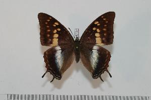  (Charaxes evansi - BC-Turl -0137)  @14 [ ] Unspecified (default): All Rights Reserved  Unspecified Unspecified
