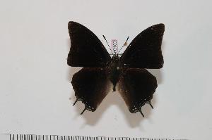  (Charaxes pondoensis - BC-Turl -0150)  @14 [ ] Unspecified (default): All Rights Reserved  Unspecified Unspecified
