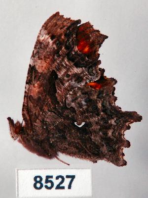  (Polygonia calbum - CSG08527)  @12 [ ] Unspecified (default): All Rights Reserved  Unspecified Unspecified