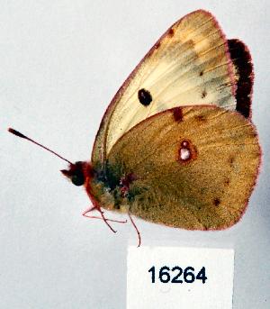  (Colias phicomene - CSG16264)  @12 [ ] Unspecified (default): All Rights Reserved  Unspecified Unspecified