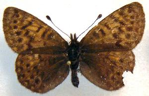  (Boloria natazhati - ENT002-002471)  @13 [ ] Unspecified (default): All Rights Reserved  Unspecified Unspecified