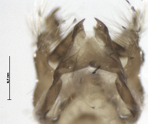  ( - RVcoll.08-M100)  @12 [ ] Copyright (2010) Butterfly Study Group at IBE Institute of Evolutionary Biology