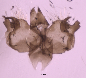  ( - RVcoll.08-M100)  @12 [ ] Copyright (2010) Butterfly Study Group at IBE Institute of Evolutionary Biology