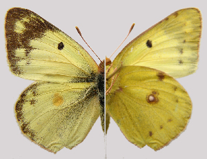  (Colias hyale - RVcoll.08-M720)  @15 [ ] Copyright (2010) Butterfly Study Group at IBE Institute of Evolutionary Biology
