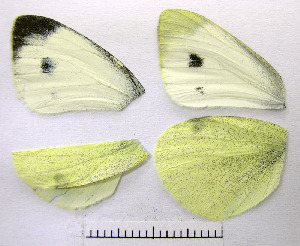  ( - RVcoll.08-M544)  @12 [ ] Copyright (2010) Butterfly Study Group at IBE Institute of Evolutionary Biology