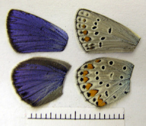  ( - RVcoll.08-M285)  @12 [ ] Copyright (2010) Butterfly Study Group at IBE Institute of Evolutionary Biology