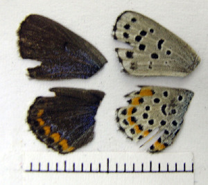  ( - RVcoll.06-K585)  @13 [ ] Copyright (2010) Butterfly Study Group at IBE Institute of Evolutionary Biology