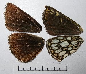  ( - RV-07-C139)  @12 [ ] Copyright (2010) Butterfly Study Group at IBE Institute of Evolutionary Biology