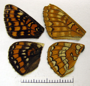  ( - RVcoll.06-K678)  @12 [ ] Copyright (2010) Butterfly Study Group at IBE Institute of Evolutionary Biology