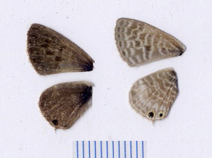  ( - RVcoll.08-M698)  @12 [ ] Copyright (2012) Roger Vila Institute of Evolutionary Biology