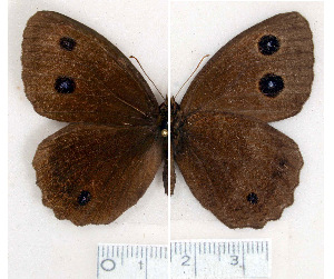  ( - Rvcoll. 08-J477)  @12 [ ] Copyright (2012) Roger Vila Institute of Evolutionary Biology