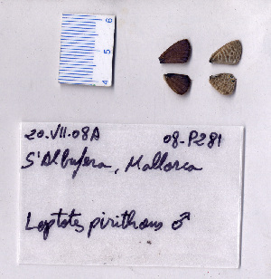  ( - RVcoll.08-P281)  @12 [ ] Copyright (2010) Butterfly Study Group at IBE Institute of Evolutionary Biology