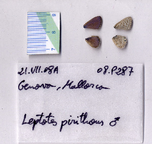  ( - RVcoll.08-P287)  @12 [ ] Copyright (2010) Butterfly Study Group at IBE Institute of Evolutionary Biology