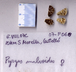  ( - RVcoll.07-F068)  @12 [ ] Copyright (2010) Butterfly Study Group at IBE Institute of Evolutionary Biology