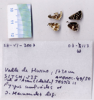  ( - RVcoll.07-W113)  @12 [ ] Copyright (2010) Butterfly Study Group at IBE Institute of Evolutionary Biology