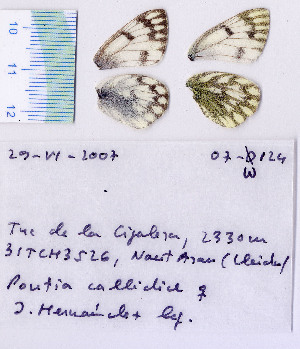  ( - RVcoll.07-W124)  @13 [ ] Copyright (2010) Butterfly Study Group at IBE Institute of Evolutionary Biology