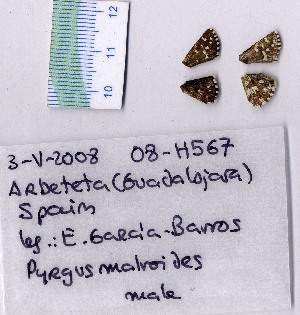  ( - RVcoll.08-H567)  @12 [ ] Copyright (2010) Butterfly Study Group at IBE Institute of Evolutionary Biology