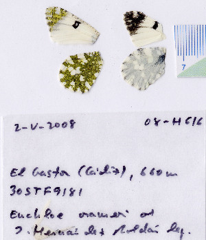  ( - RVcoll.08-H616)  @13 [ ] Copyright (2010) Butterfly Study Group at IBE Institute of Evolutionary Biology