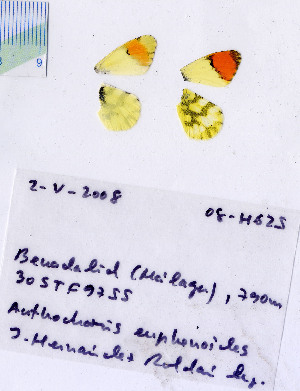 ( - RVcoll.08-H625)  @13 [ ] Copyright (2010) Butterfly Study Group at IBE Institute of Evolutionary Biology