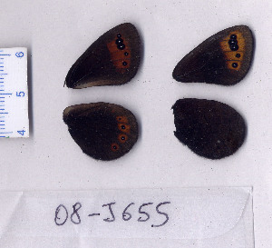  ( - RVcoll.08-J655)  @12 [ ] Copyright (2010) Butterfly Study Group at IBE Institute of Evolutionary Biology