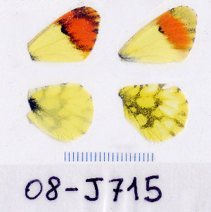  ( - RVcoll.08-J715)  @13 [ ] Copyright (2010) Butterfly Study Group at IBE Institute of Evolutionary Biology