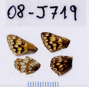  ( - RVcoll.08-J719)  @12 [ ] Copyright (2010) Butterfly Study Group at IBE Institute of Evolutionary Biology