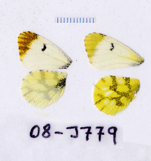  ( - RVcoll.08-J779)  @13 [ ] Copyright (2010) Butterfly Study Group at IBE Institute of Evolutionary Biology