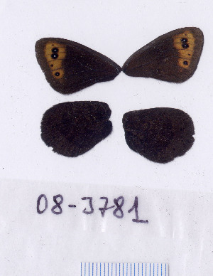  ( - RVcoll.08-J781)  @12 [ ] Copyright (2010) Butterfly Study Group at IBE Institute of Evolutionary Biology
