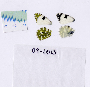  ( - RVcoll.08-L015)  @13 [ ] Copyright (2010) Butterfly Study Group at IBE Institute of Evolutionary Biology