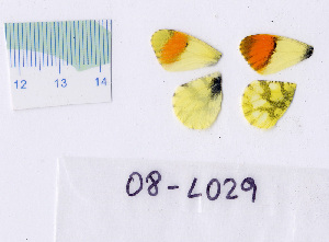  ( - RVcoll.08-L029)  @13 [ ] Copyright (2010) Butterfly Study Group at IBE Institute of Evolutionary Biology