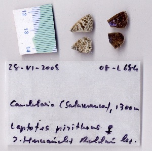  ( - RVcoll.08-L684)  @12 [ ] Copyright (2010) Butterfly Study Group at IBE Institute of Evolutionary Biology