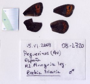  ( - RVcoll.08-L720)  @12 [ ] Copyright (2010) Butterfly Study Group at IBE Institute of Evolutionary Biology