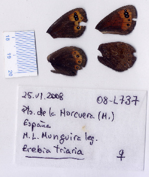  ( - RVcoll.08-L737)  @12 [ ] Copyright (2010) Butterfly Study Group at IBE Institute of Evolutionary Biology