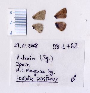  ( - RVcoll.08-L762)  @12 [ ] Copyright (2010) Butterfly Study Group at IBE Institute of Evolutionary Biology