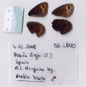  ( - RVcoll.08-L800)  @12 [ ] Copyright (2010) Butterfly Study Group at IBE Institute of Evolutionary Biology