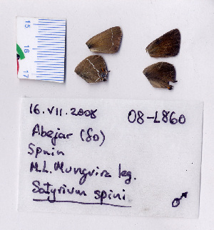  ( - RVcoll.08-L860)  @12 [ ] Copyright (2010) Butterfly Study Group at IBE Institute of Evolutionary Biology