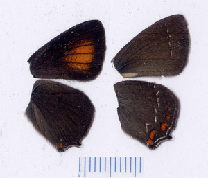  ( - RVcoll.08-M929)  @12 [ ] Copyright (2012) Roger Vila Institute of Evolutionary Biology