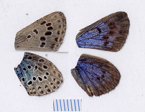  ( - RVcoll.08-R116)  @12 [ ] Copyright (2012) Roger Vila Institute of Evolutionary Biology