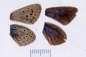  ( - RVcoll.08-R119)  @12 [ ] Copyright (2012) Roger Vila Institute of Evolutionary Biology