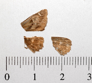  ( - RVcoll.08-M714)  @12 [ ] Copyright (2013) Roger Vila Institute of Evolutionary Biology