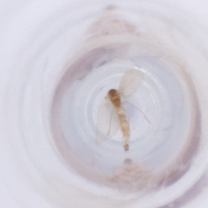  ( - FACE_022_F8)  @11 [ ] by  Genome Research Ltd as Wellcome Sanger Institute Genome Research Limited operating as Wellcome Sanger Institute